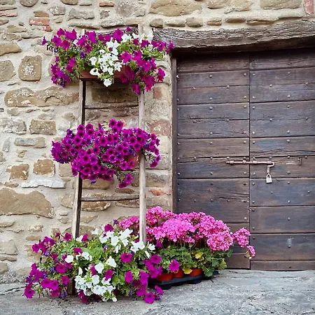 Il Poggio Della Luna Piegaro (Umbria)