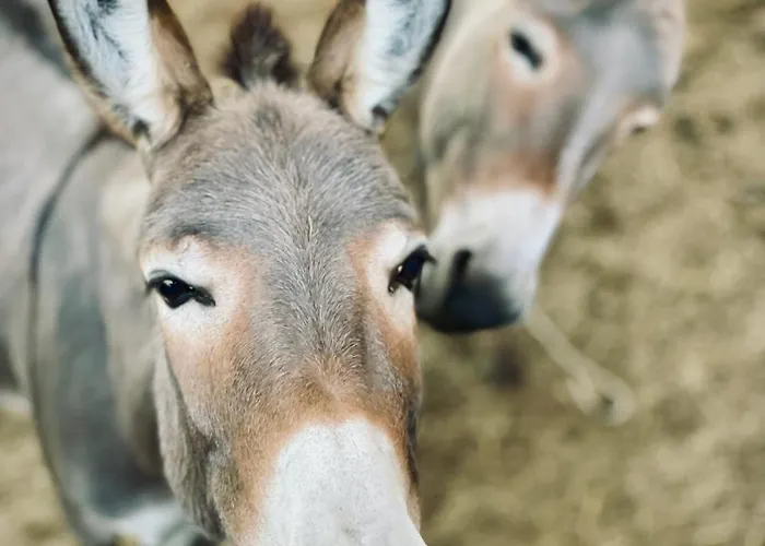 Dom wakacyjny Il Poggio Della Luna *